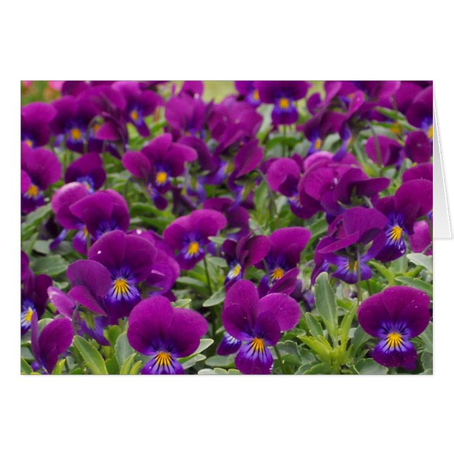 monkeyfaces (Anverso (Horizontal))