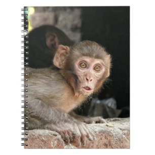 Mono asustado con el cuaderno grande de los ojos
