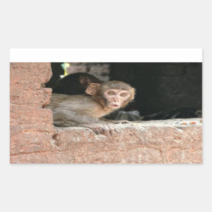 Mono asustado con el pegatina rectangular de los