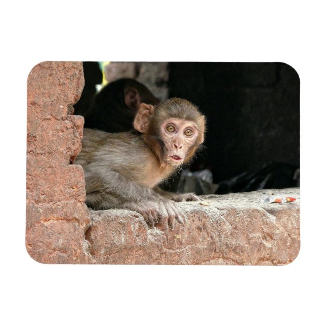 Mono asustado con ojos grandes imán rectangular (Horizontal)