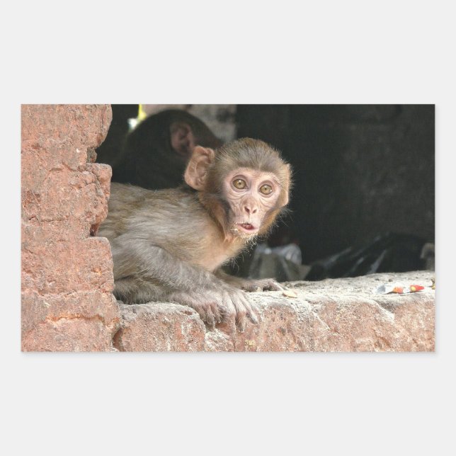 Mono asustado con ojos grandes pegatina rectangula (Anverso)
