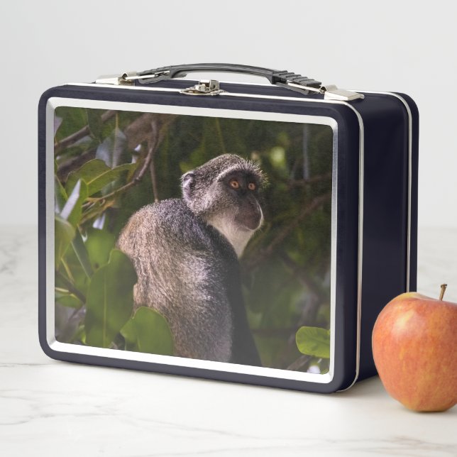 Mono azul, Zanzíbar (In situ)