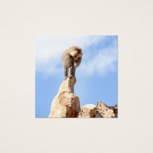 Mono babuino en la cima de una montaña