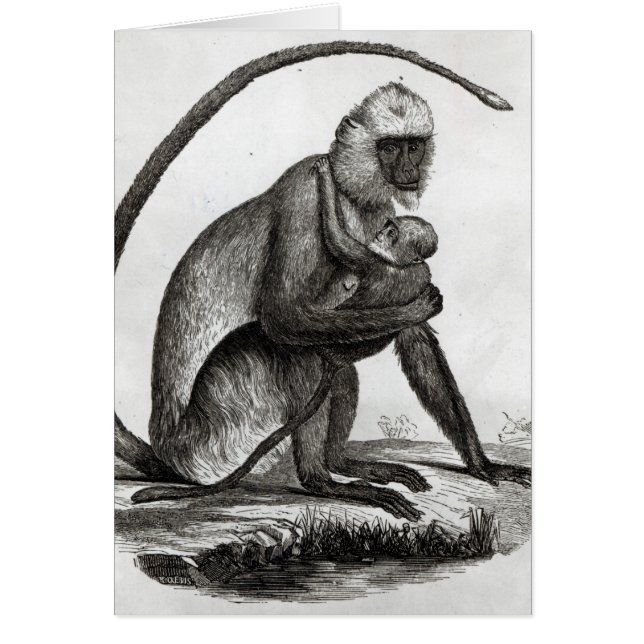 Mono brasileño (Frente)