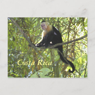 Mono capuchino postal Costa Rica