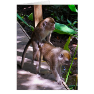 Mono de vida silvestre estilo Macaque