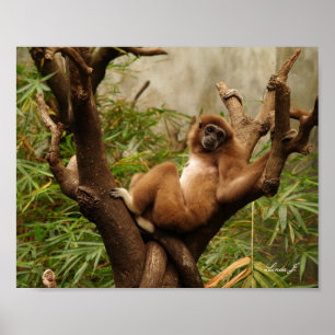Mono en la impresión de un lienzo de árbol