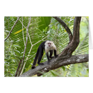 Mono en la selva