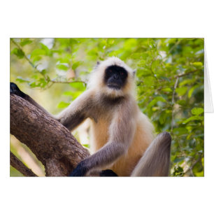 Mono en la selva del Parque Nacional Ranthambore