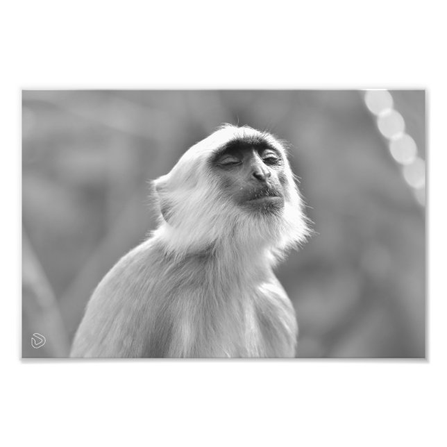 Mono Gray Langur del Sol - Impresión fotográfica (Frente)