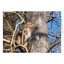 mono macaco rhesus mirando hacia arriba