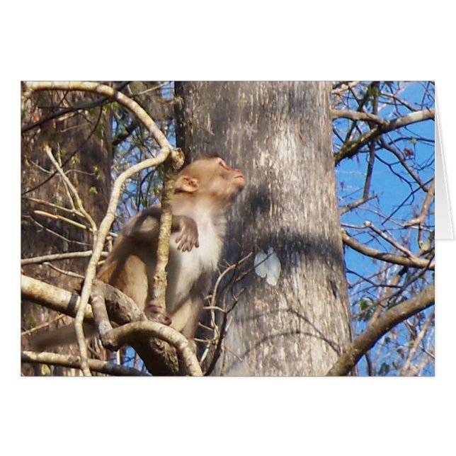 mono macaco rhesus mirando hacia arriba (Anverso (Horizontal))