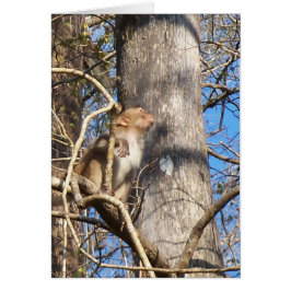 mono macaco rhesus mirando hacia arriba
