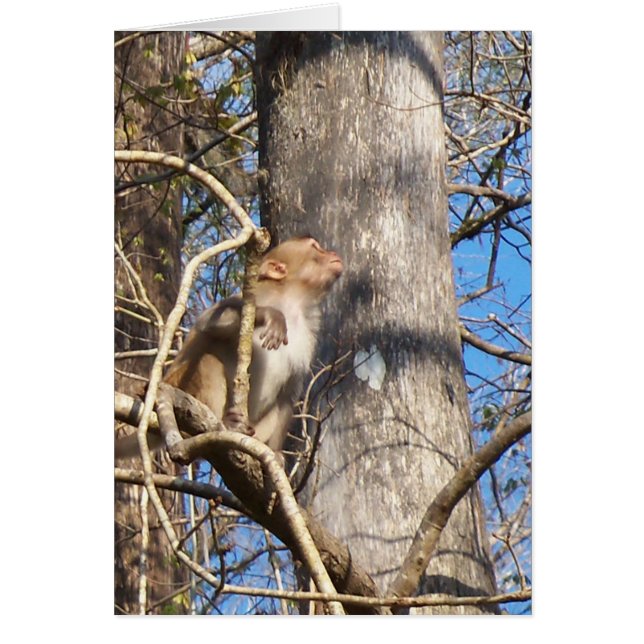 mono macaco rhesus mirando hacia arriba (Frente)