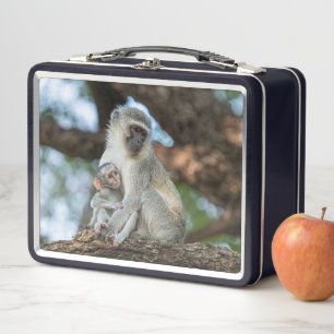 Mono Vervet – Retrato de Fauna Africana