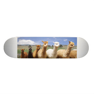 Monopatín de la alpaca