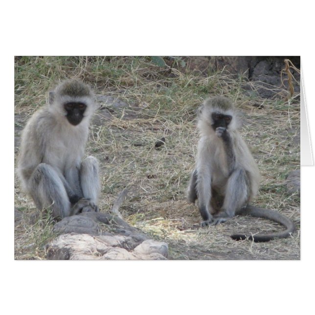 Monos azules (Anverso (Horizontal))