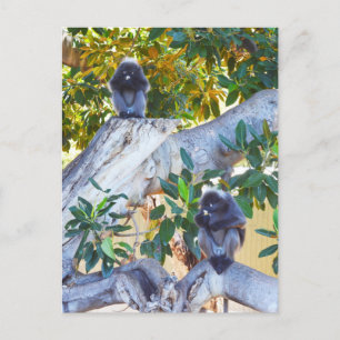 Monos de Langur Negro comiendo, postal