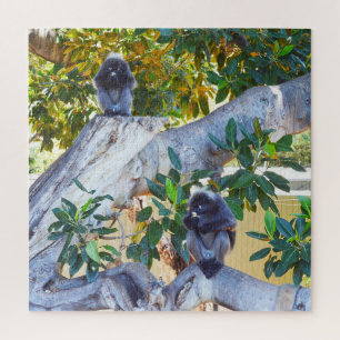 Monos de Langur Negro comiendo, rompecabezas