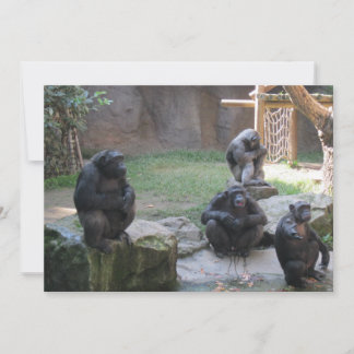 monos divertidos