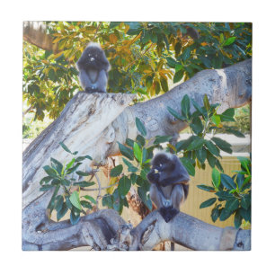 Monos Langur Negros Comiendo, Posavasos de Baldosa