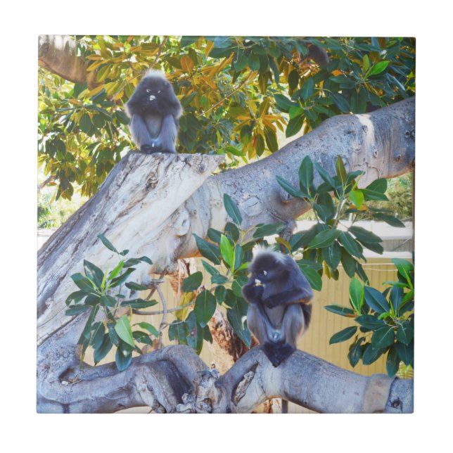 Monos Langur Negros Comiendo, Posavasos de Baldosa (Frente)