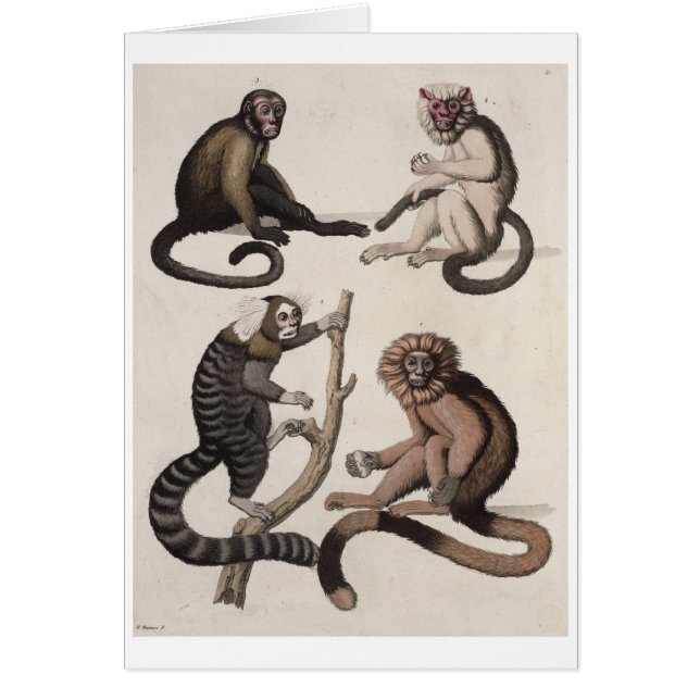Monos (litho del color) (Frente)