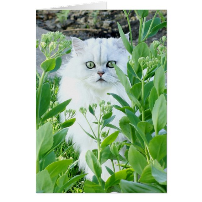 Monstruo de ojos verdes (Frente)