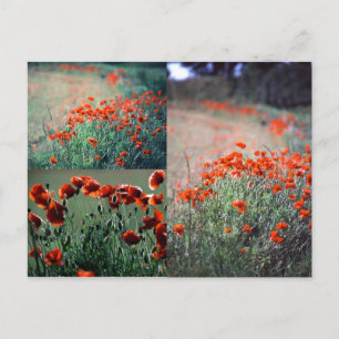Montage Poppies   Tarjeta postal