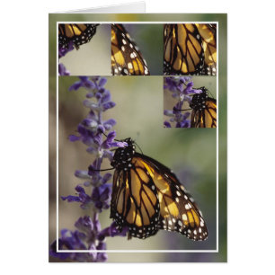 Montaje de las mariposas 2812