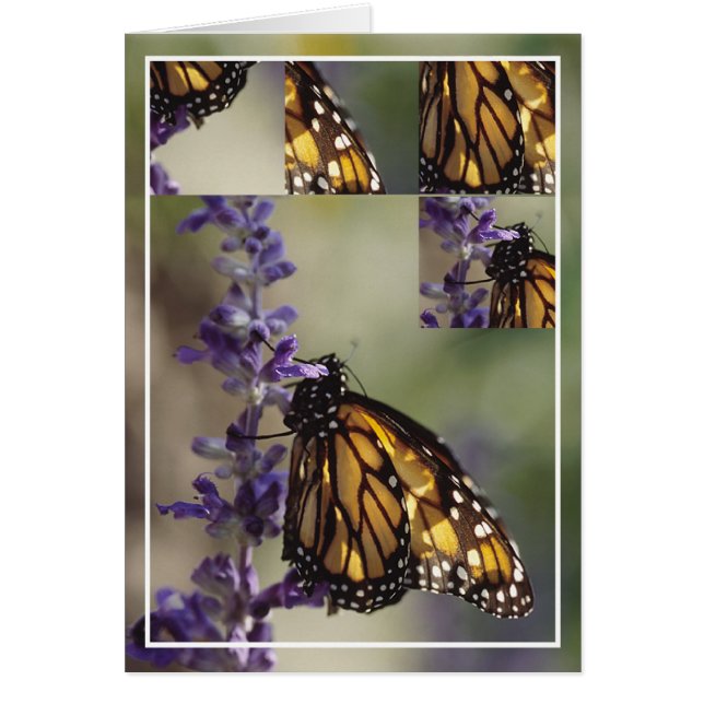 Montaje de las mariposas 2812 (Frente)