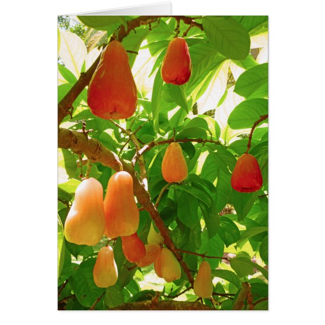 Montaña Apple (Frente)