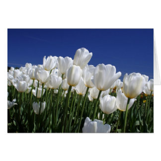 Montaña de tulipanes sobre un cielo azul perfecto