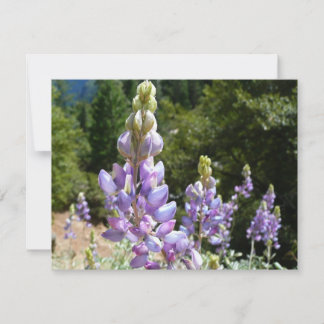Montaña Lupins en Yosemite