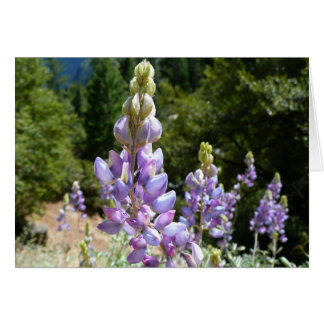 Montaña Lupins en Yosemite