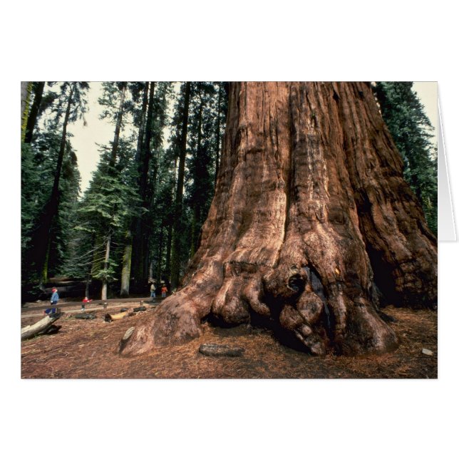 Montaña viva (Anverso (Horizontal))