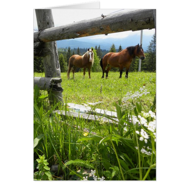 Montañas de los Cárpatos - Ucrania (Frente)