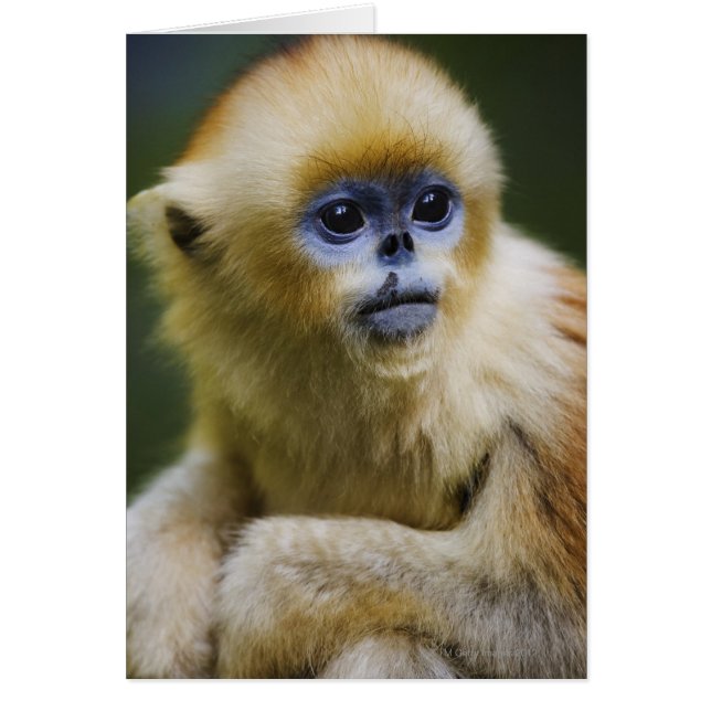 Montañas Qinling, octubre de 2006 (Frente)