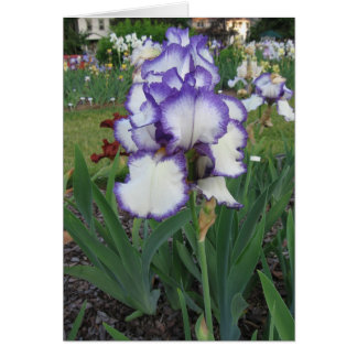 Montclair Iris
