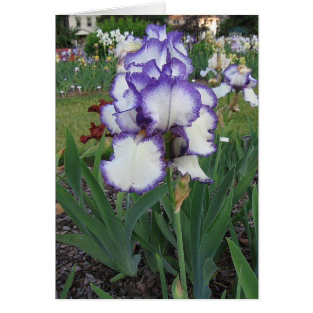 Montclair Iris (Frente)