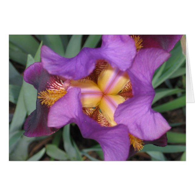 Montclair Iris (Anverso (Horizontal))