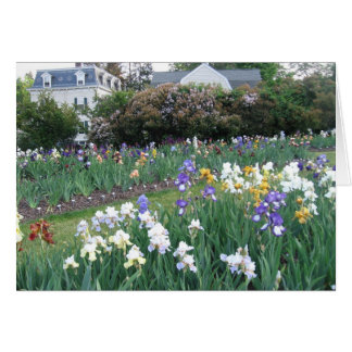 Montclair Irises