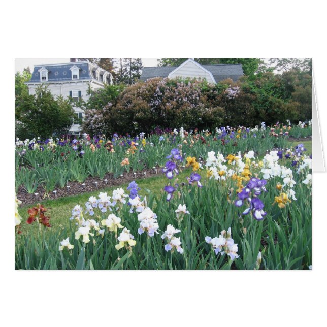 Montclair Irises (Anverso (Horizontal))