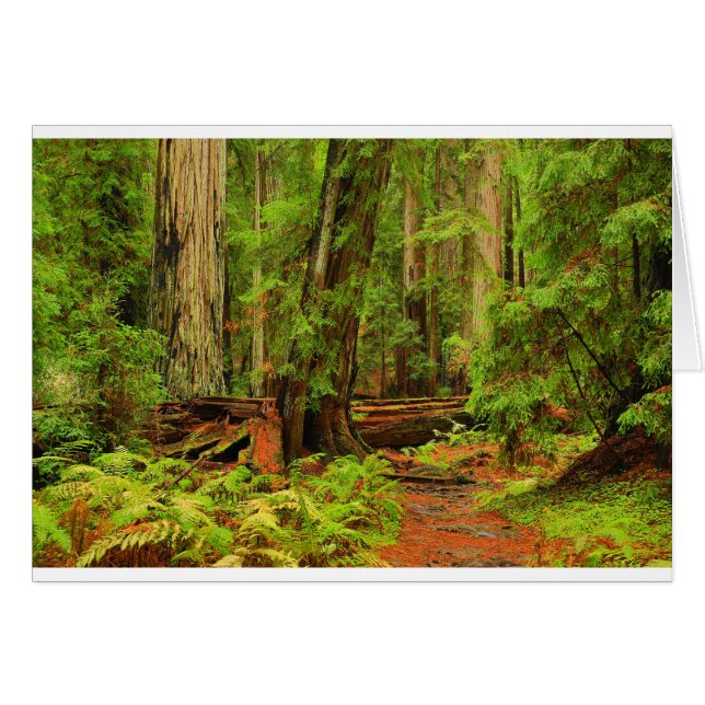 Montgomery Woods (Anverso (Horizontal))