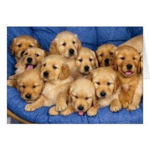 montón de cachorros recuperadores