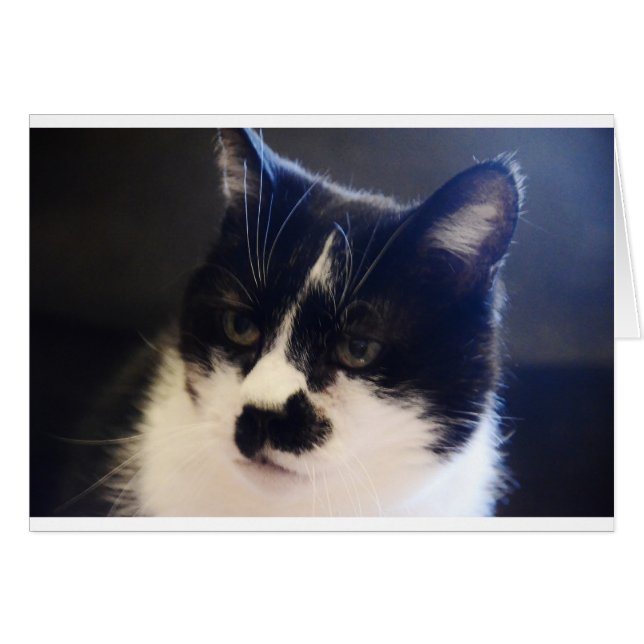 Monty Cat (Anverso (Horizontal))