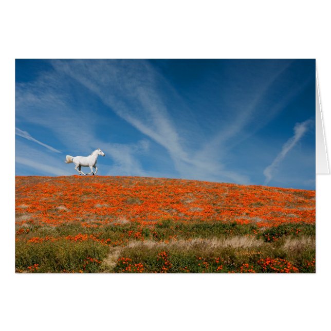 Monty en vuelo (Anverso (Horizontal))