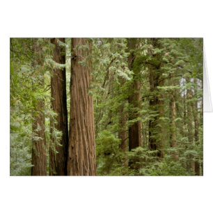 Monumento Nacional Muir Woods, del Norte