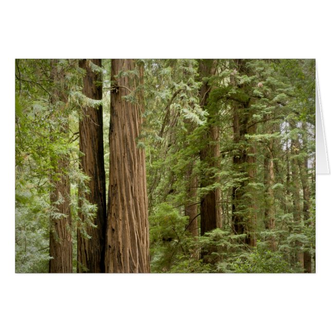 Monumento Nacional Muir Woods, del Norte (Anverso (Horizontal))
