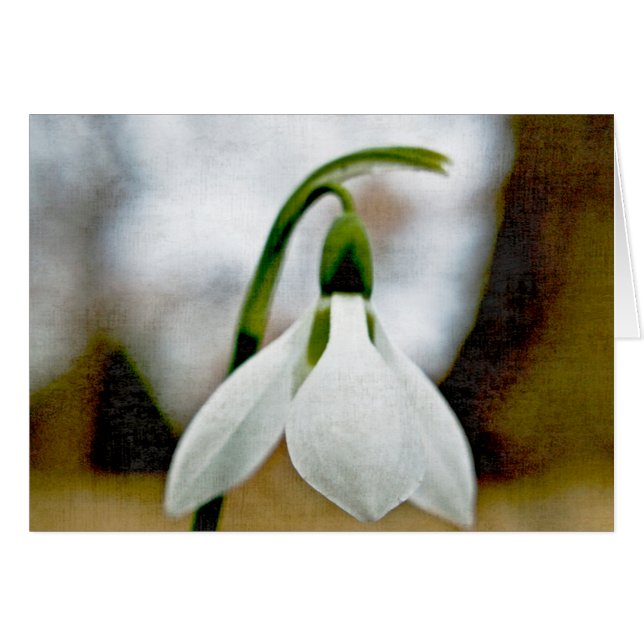 Moody Snowdrop (Anverso (Horizontal))